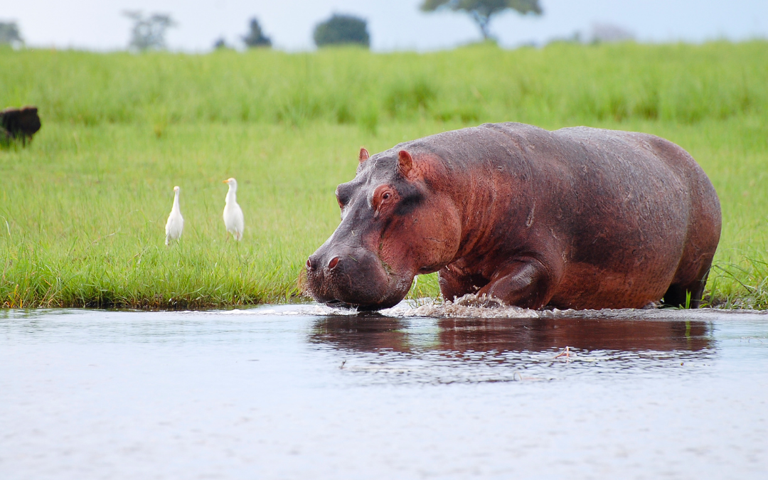 Chobe National Park Botswana Safari