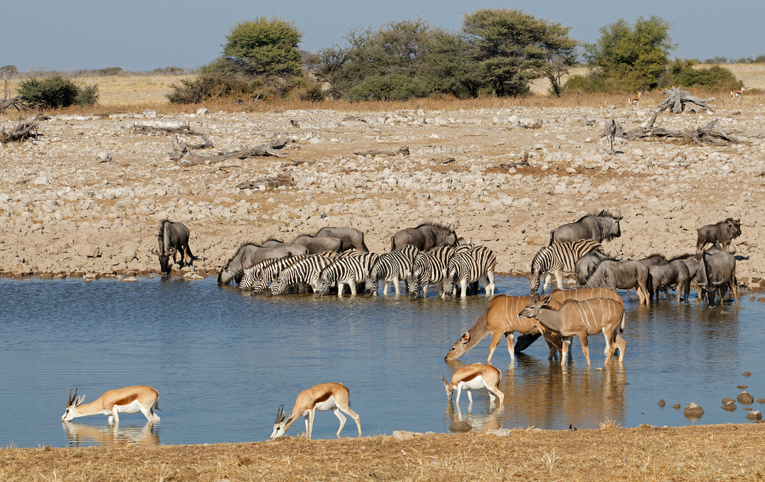 Etosha National Park Namibia Safari