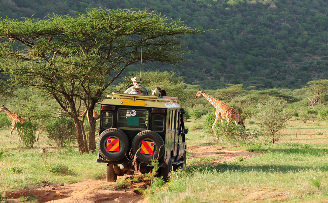 Kruger National Park South Africa Safari