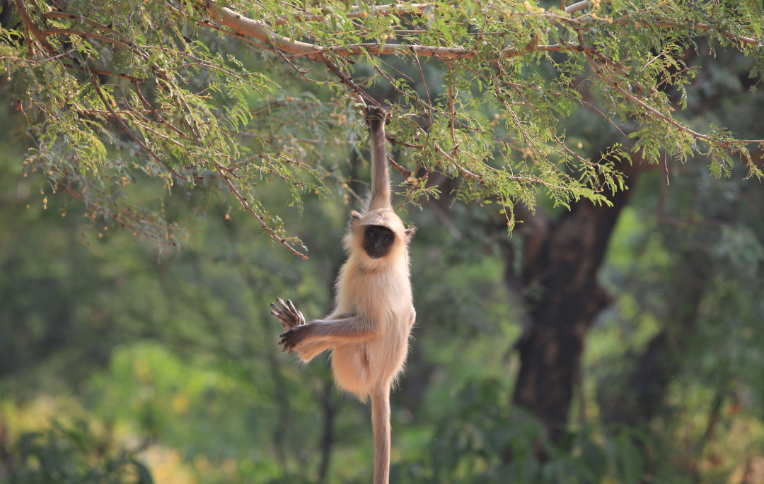 Ranthambore National Park India Safari