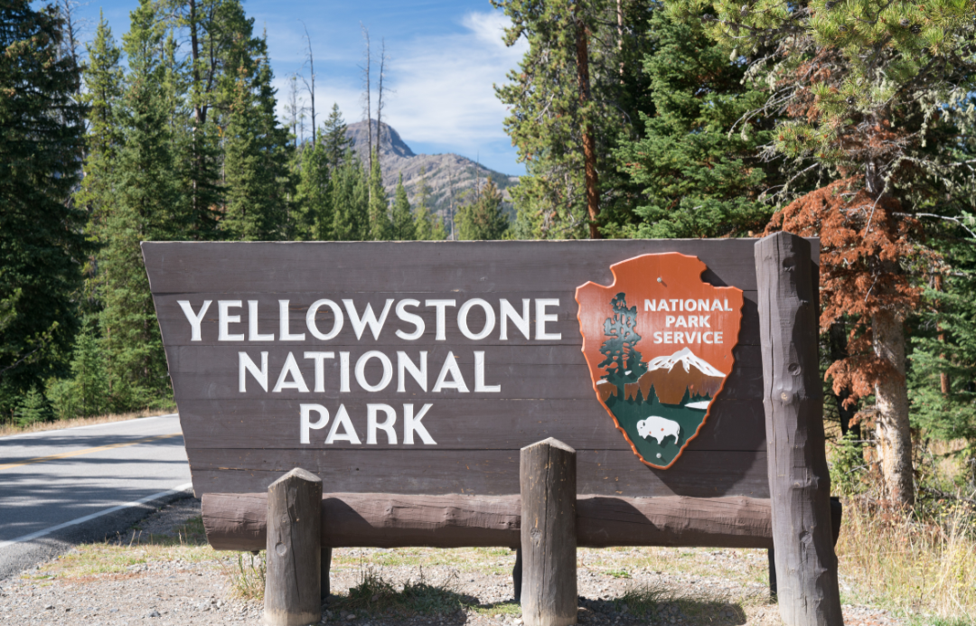 Yellowstone National Park USA safari