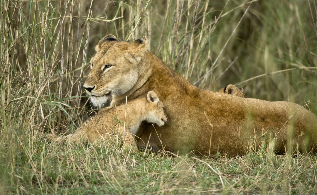 serengeti national park, safari, tanzanya